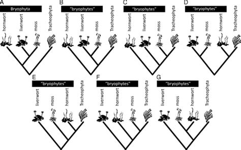 最早的植物|PNAS：揭示早期陆地植物起源之谜